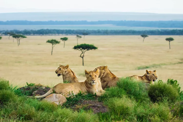 Kenya Safari-Maasai Mara