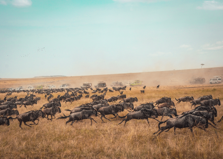 3 Days Maasai Mara Camping Safari